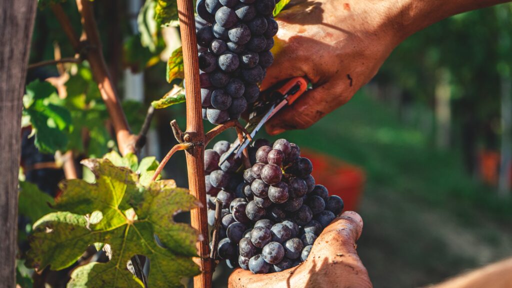 Autunno nelle Langhe