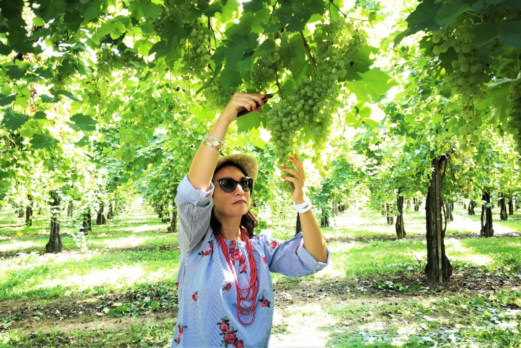 colline del Prosecco