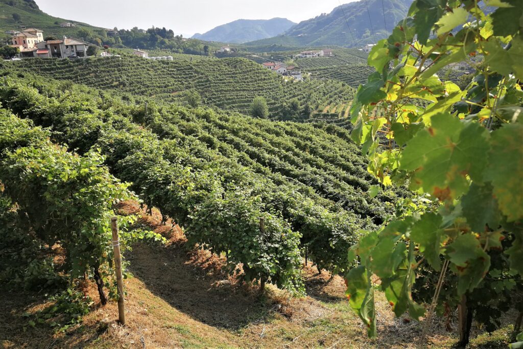 colline del Prosecco