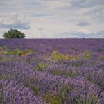 plateau-valensole-dove-andare-provenza-campi-lavanda