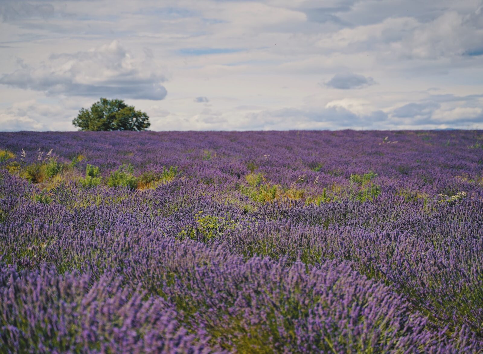 plateau-valensole-dove-andare-provenza-campi-lavanda