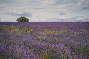 plateau-valensole-dove-andare-provenza-campi-lavanda