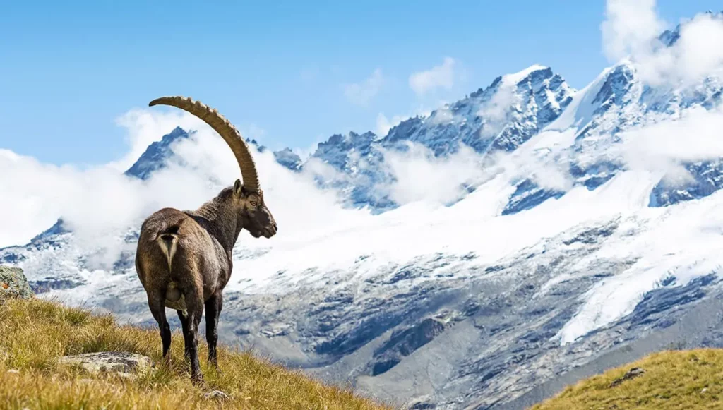 Montagne d'Italia bambini