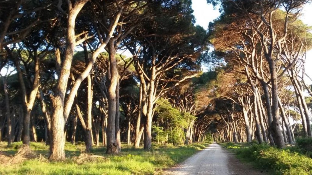 Alla scoperta di Marina di Pisa 